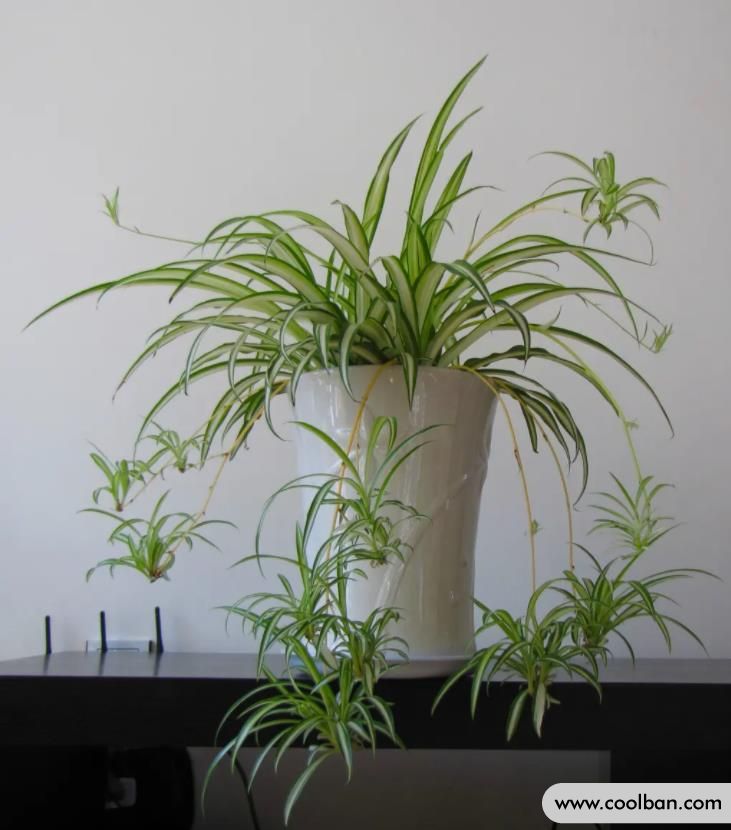 西红柿管理方法视频：掌握要点，轻松种植美味西红柿