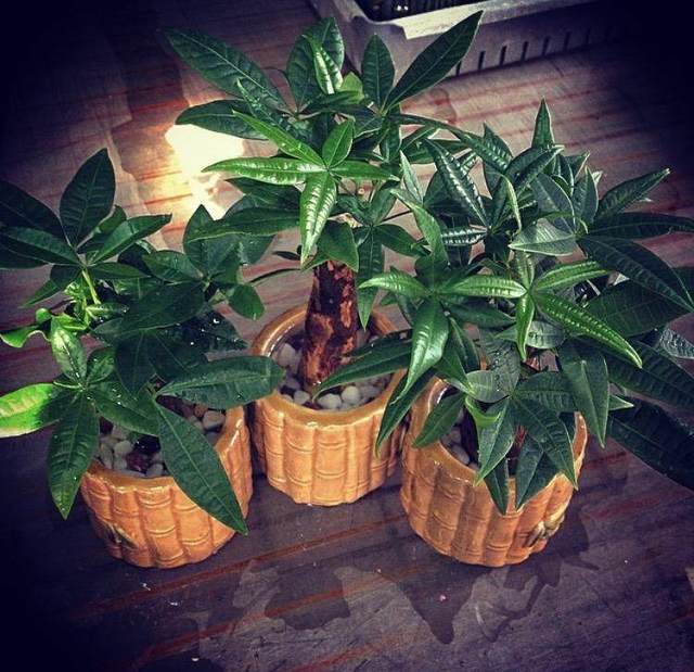 花叶万年青的扦插：繁殖新植株的详细指南