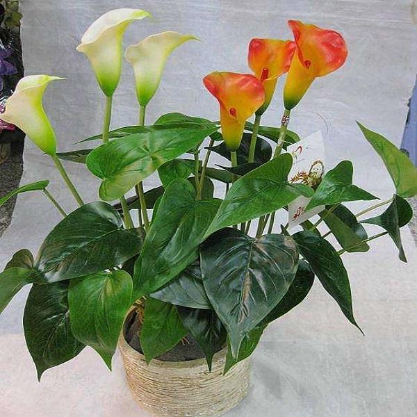樱桃萝卜的种植方法