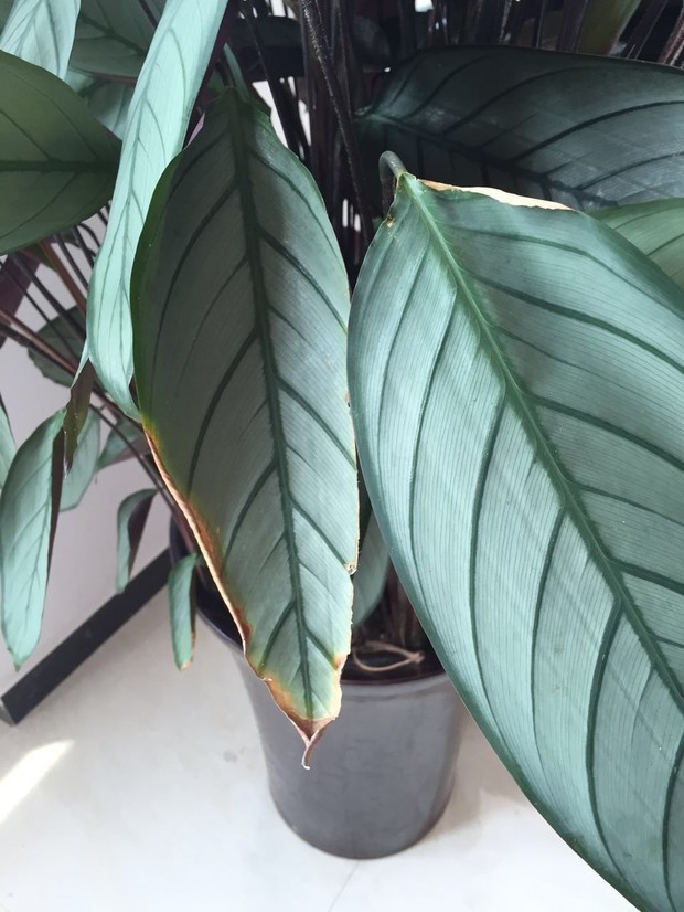 西红种植方法：掌握要领，实现丰收