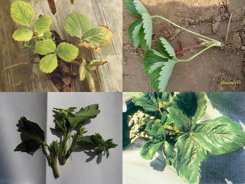 芒果怎么种植方法：掌握关键技术，实现丰收