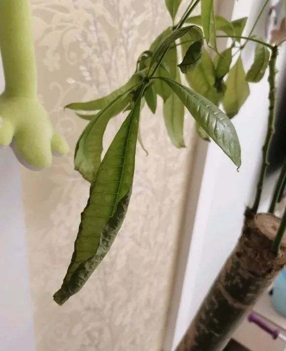 茉莉的扦插视频：掌握技巧，轻松繁殖美丽茉莉