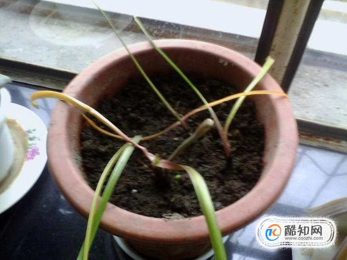 蔬菜盆栽怎样：打造阳台小菜园的秘诀