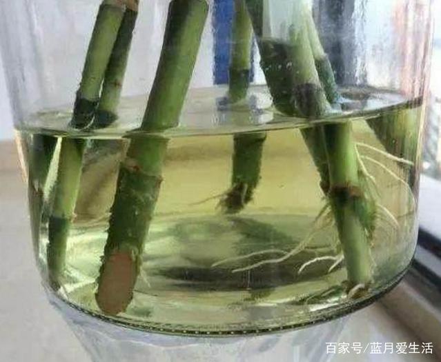 石榴花盆栽怎么养：全方位养护指南