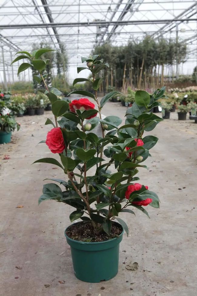 芒果种植盆栽方法：家庭园艺新选择