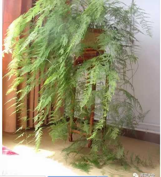 盆栽白兰怎么浇水：掌握正确方法，让白兰繁茂生长