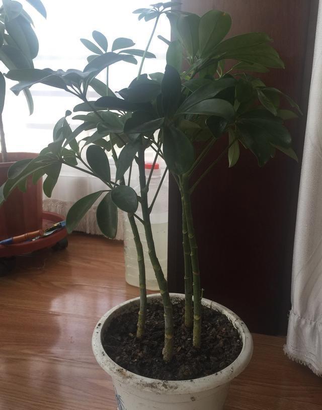 盆栽辣椒幼苗施肥：科学施肥，助力幼苗茁壮成长