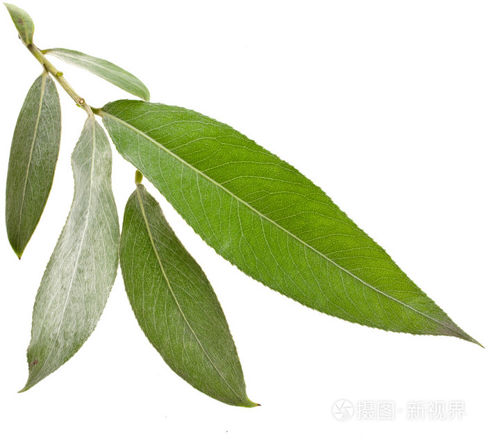 盆栽芙蓉花怎么栽 —— 家庭园艺新手的种植指南