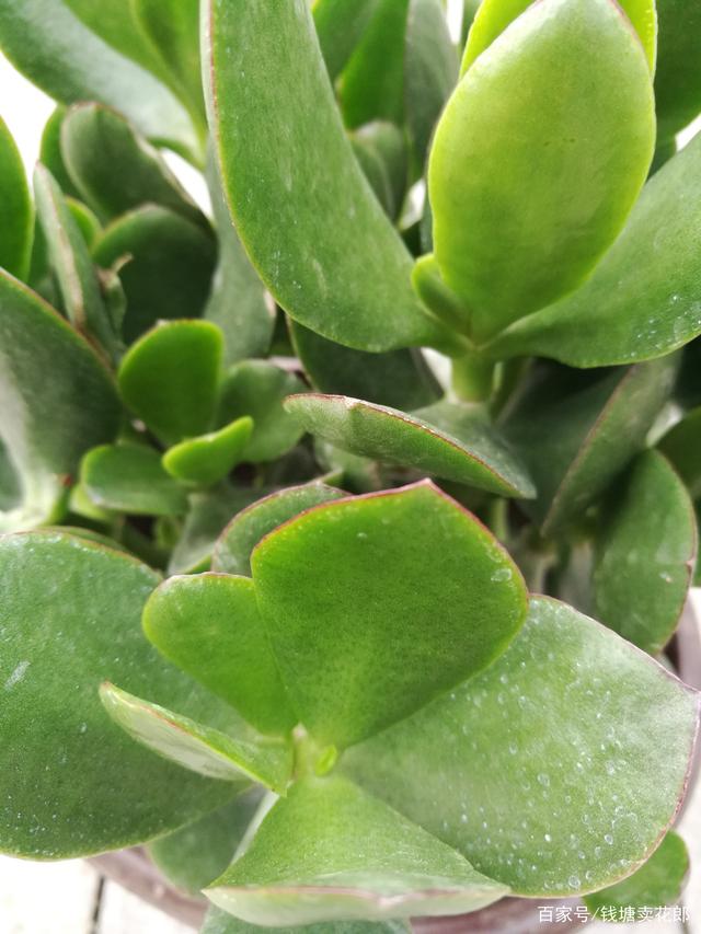 黄瓜种植方法和时间：家庭园艺的绿色助手