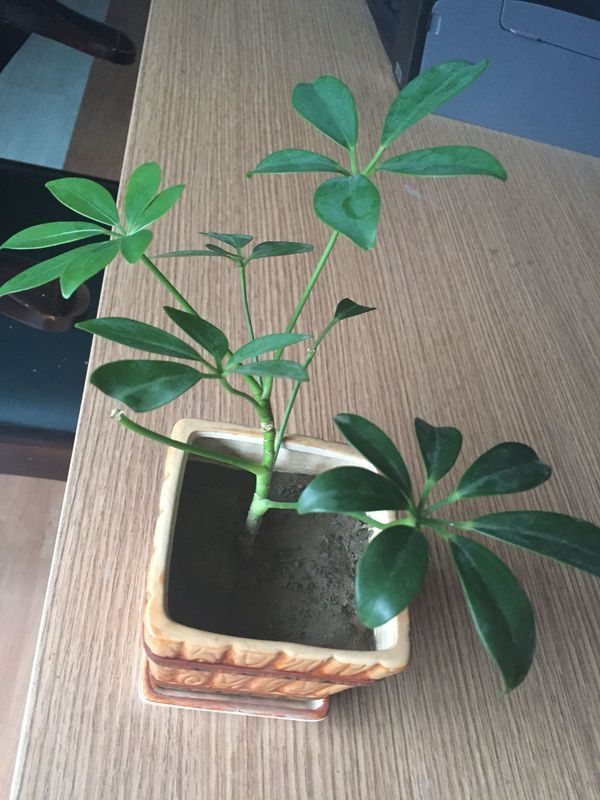 金叶女贞扦插技术：繁殖新绿的详细指南