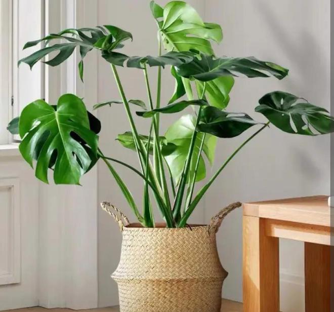 盆栽蜜桔种植温度：关键要点与指南