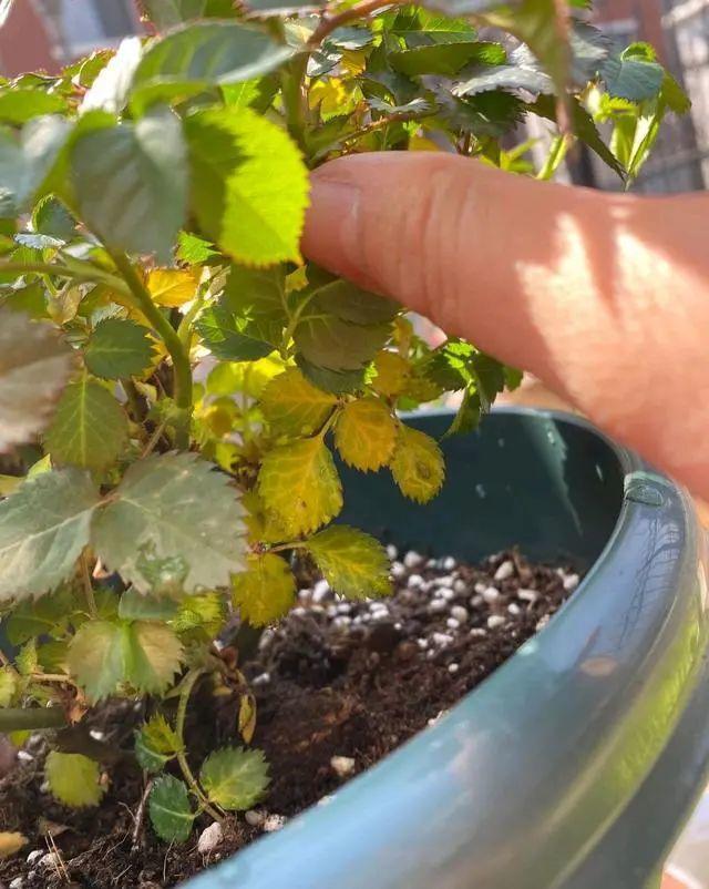 多肉植物金手指扦插：繁殖新植株的详细指南