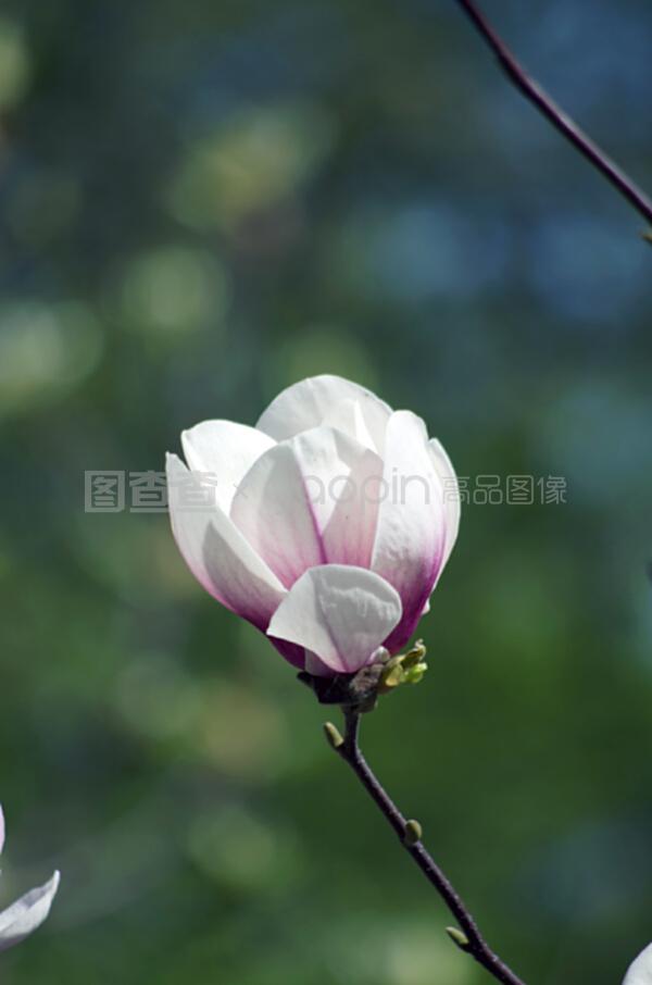 花育种方法：揭开花卉培育的奥秘