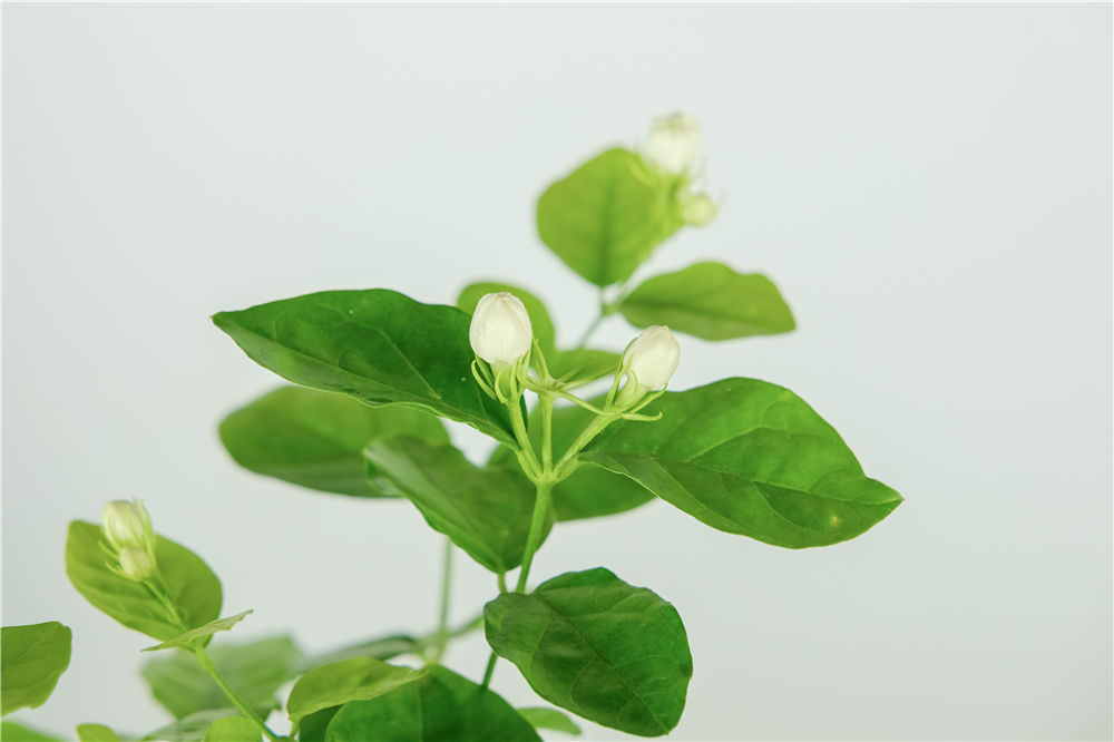 核桃树修剪方法：掌握技巧，提升果实品质