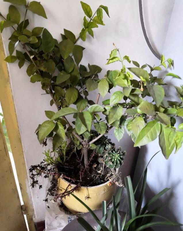 无土种植方法：开启现代园艺新篇章