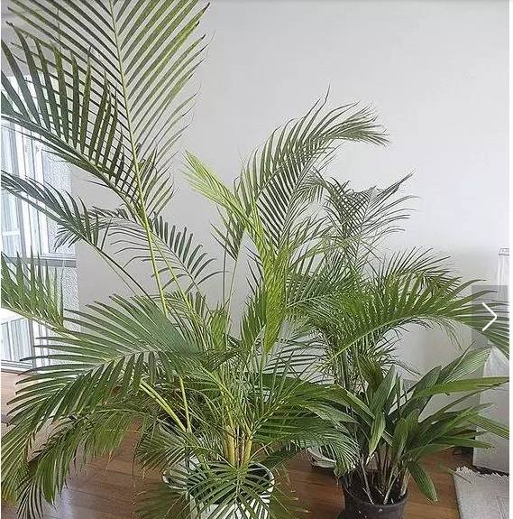 香芹种植方法：掌握要领，轻松种植美味香草