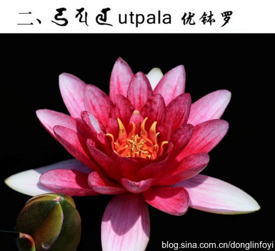 蓝莓种子盆栽：家庭种植的精致选择