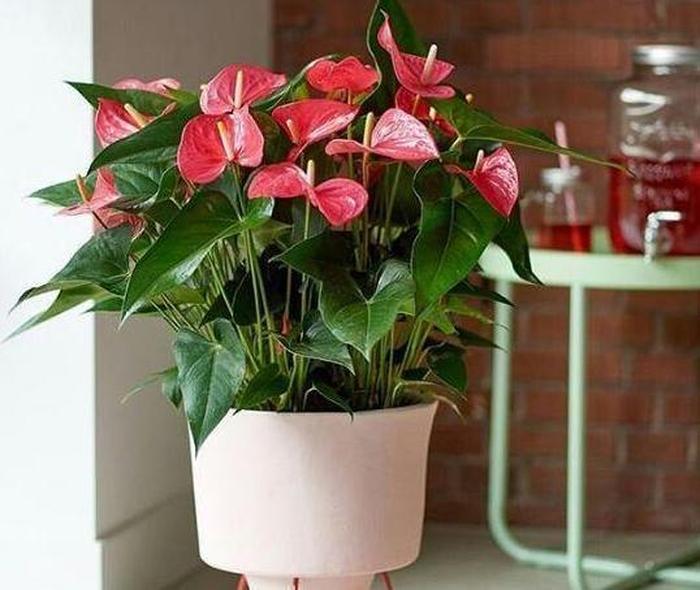 藕的种植时间和方法：掌握关键步骤，收获丰硕莲藕