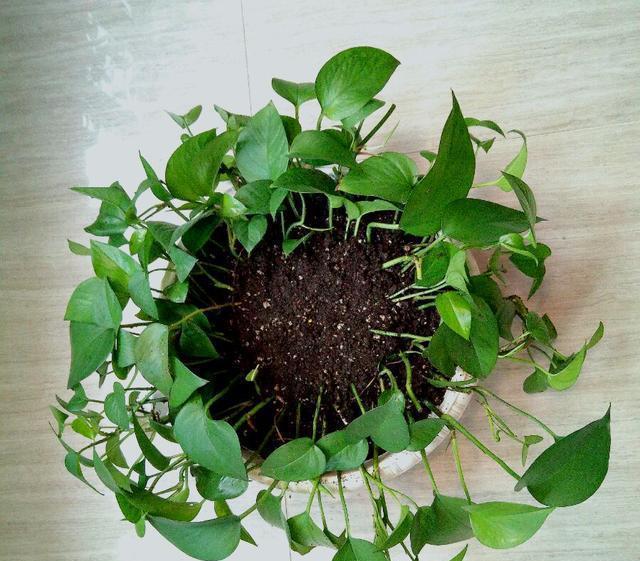 盆栽大全图片：探索绿意盎然的微型植物园