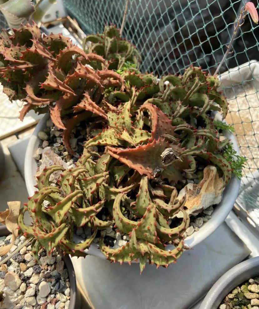 盆栽释迦幼苗：种植与养护指南