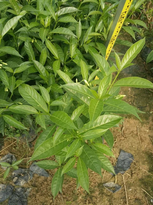 盆栽植物怎样养殖：家庭绿植养护指南