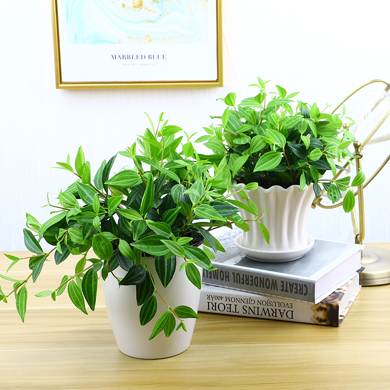 怎么种植龙眼盆栽 - 植物养殖园丁指南