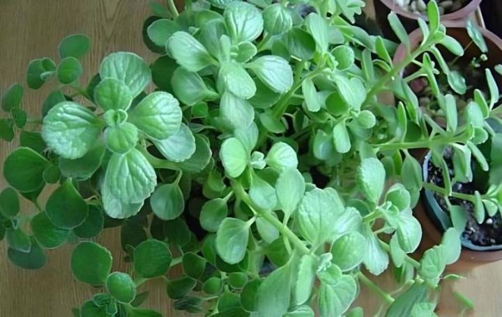 三叶草怎么种植盆栽：专业园丁种植指南
