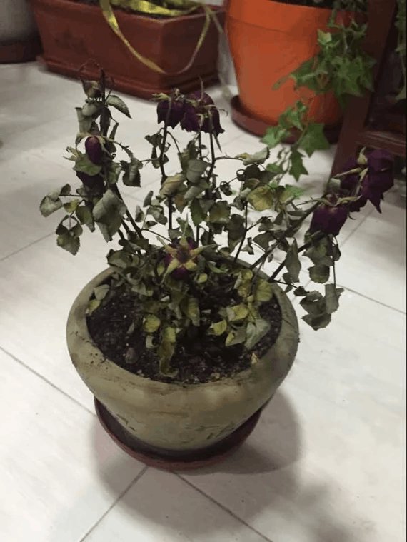 怎样养盆栽月季花 - 专业园丁养殖指南