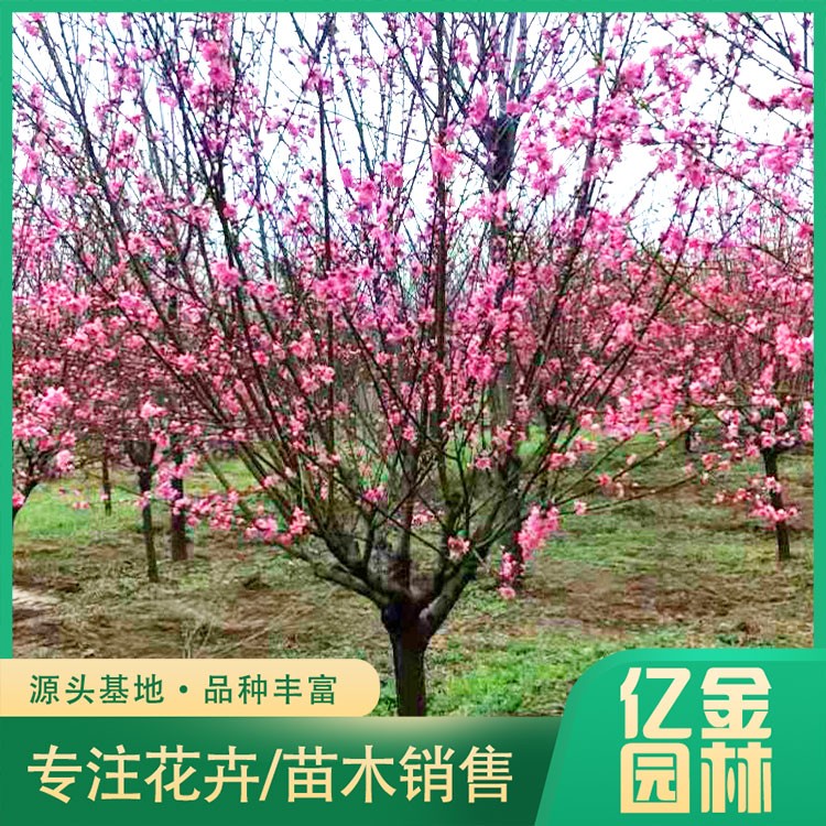 叶叶兰盆栽：养殖技巧与养护心得