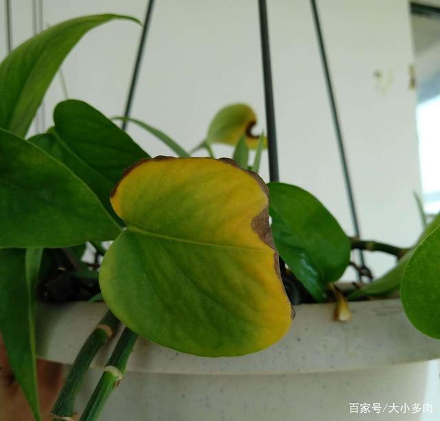 大叶海棠扦插方法：掌握技巧，轻松繁殖美丽植株