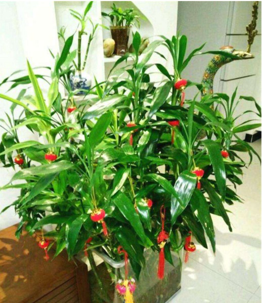 叶类盆栽植物：点亮家居温馨的绿色精灵
