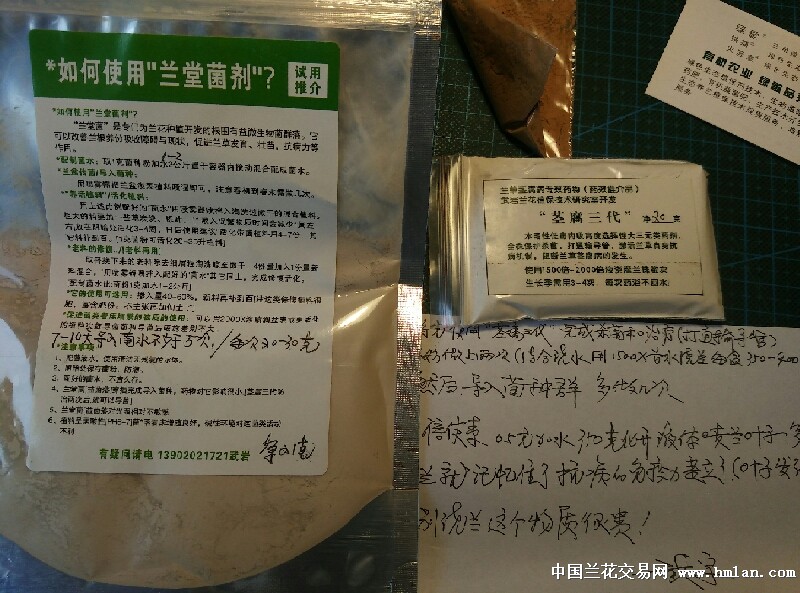 水梅花的繁殖方法：详解种植技巧与要点