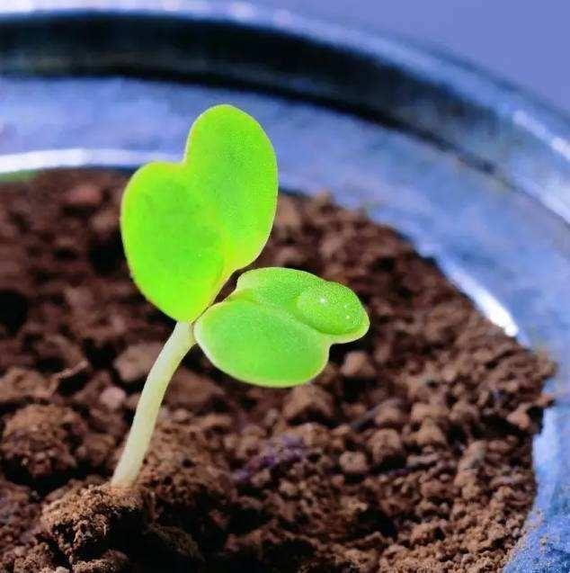 紫荆怎么扦插 - 植物养殖园丁专业指南