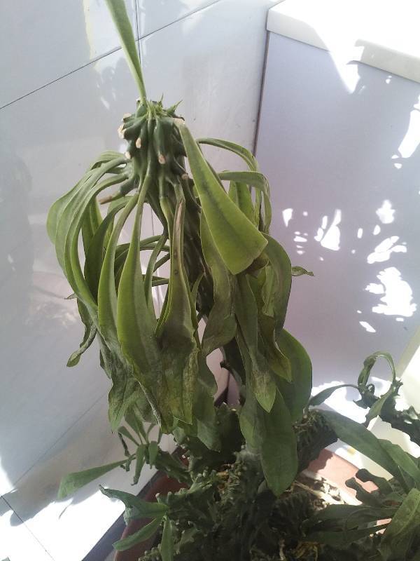 盆栽植物叶子变黑：原因分析与解决方法