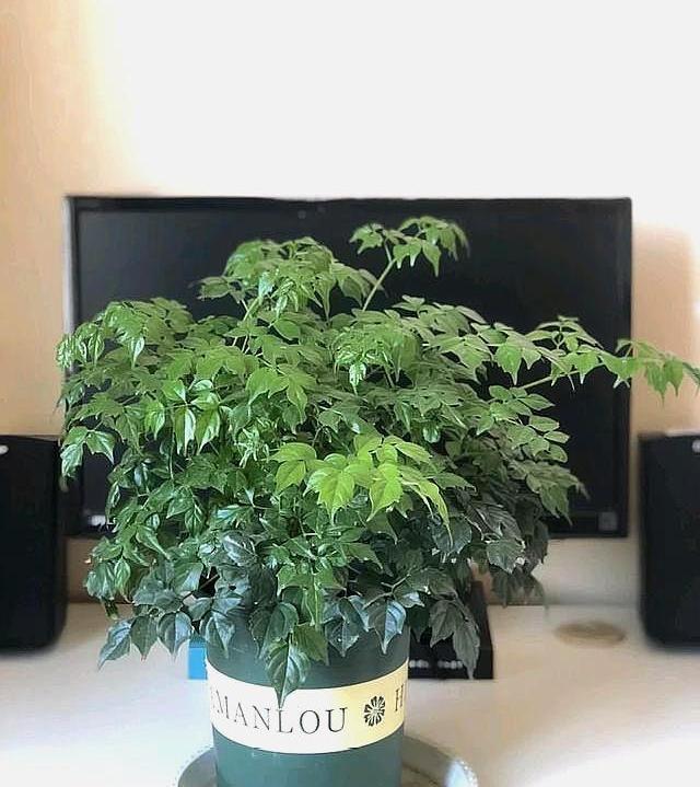 百香果扦插种植技术：掌握要点，实现高效繁殖
