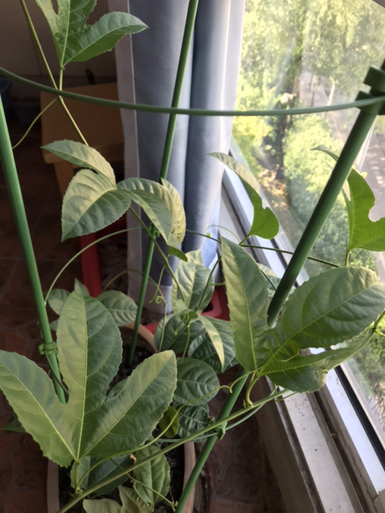 冬季扦插什么？植物园丁教你选对时机与植物