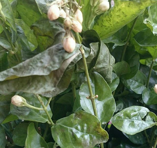 如何扦插丽格海棠 - 植物养殖园丁专业指南