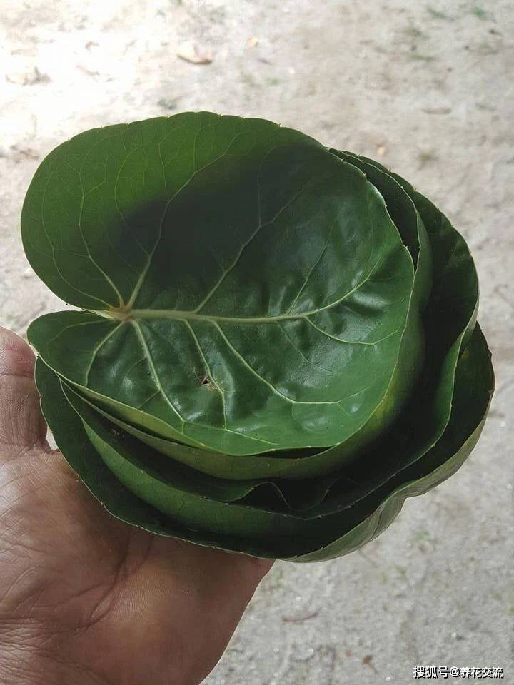 瑶鸡的方法：科学养殖提升品质