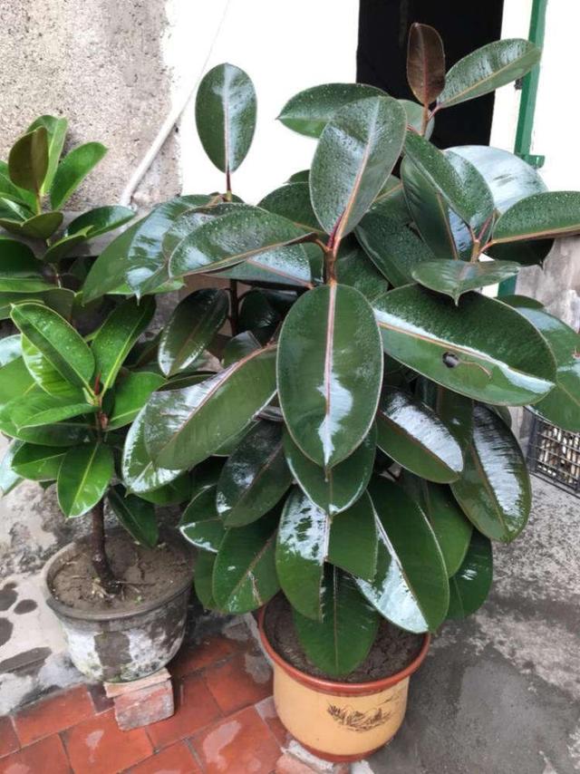 竹节海棠的扦插视频：掌握繁殖技巧，轻松养出繁茂植株