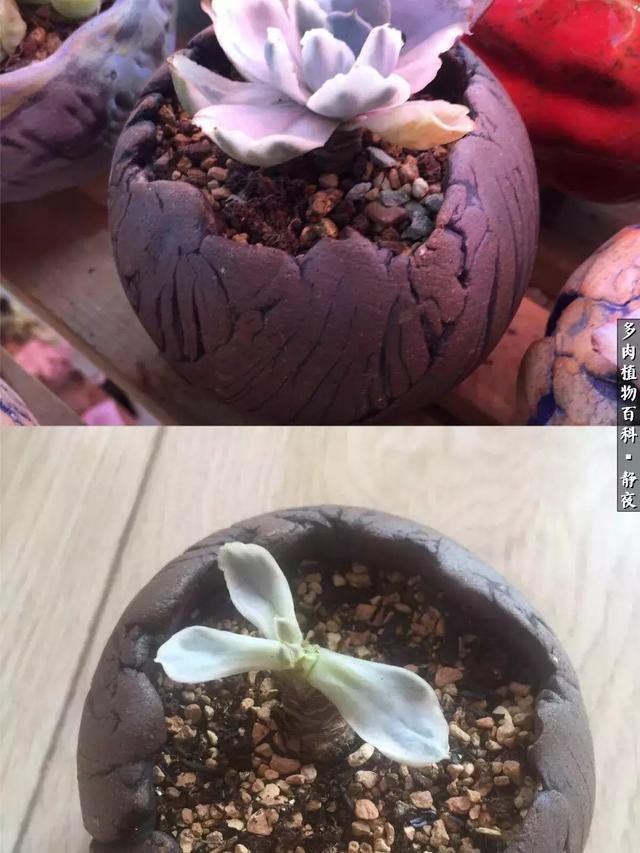 文竹的扦插方法图解：详解繁殖技巧