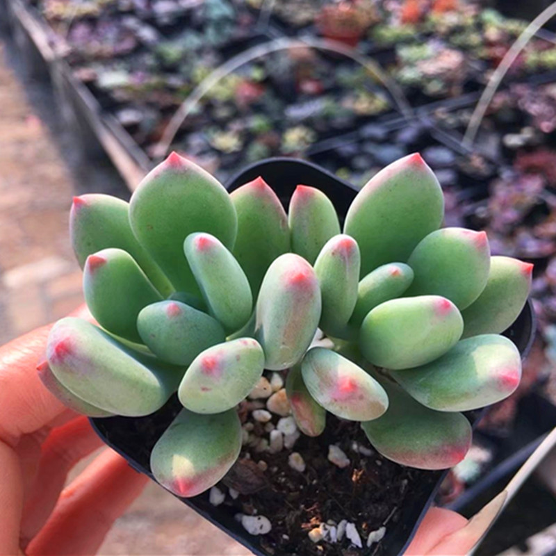 花生的种植方法视频：掌握要点，轻松种植美味花生