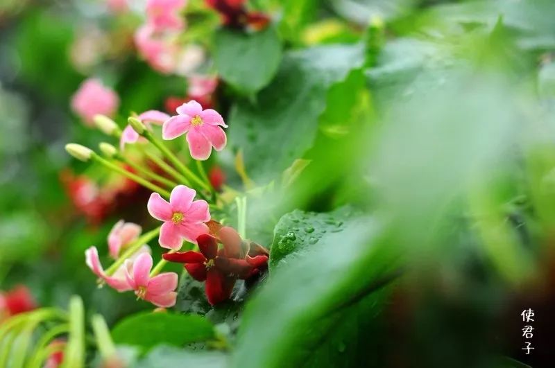 # 水果黄瓜的种植方法 # 水果黄瓜的种植方法