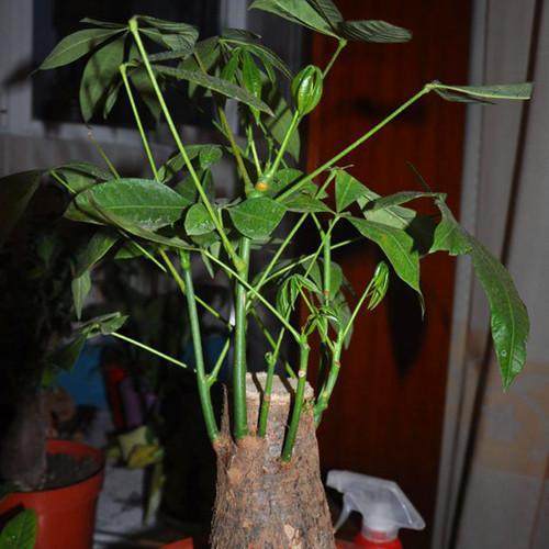 扦插长毛根：植物繁殖新技巧