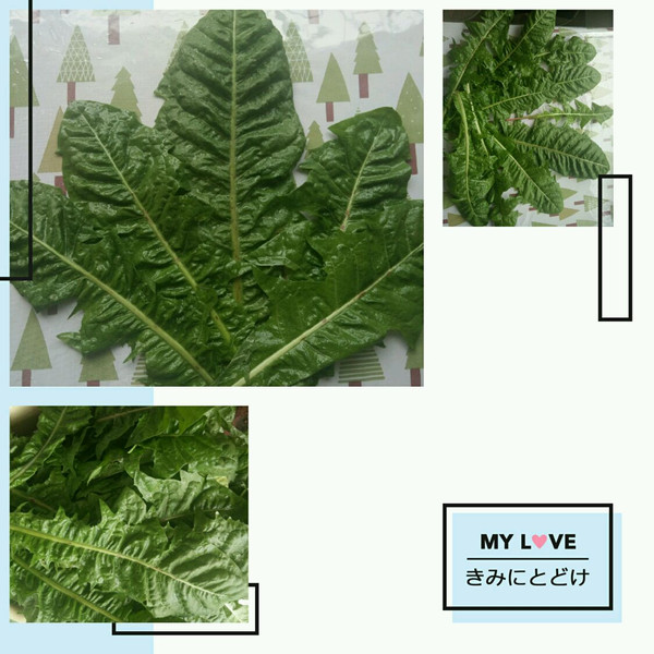 葡萄扦插视频：教你轻松掌握葡萄繁殖技巧