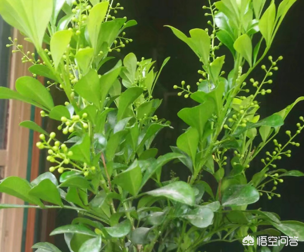 ### 麒麟花的养殖方法 ### 麒麟花的养殖方法
