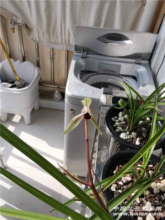 玻璃海棠何时扦插？掌握最佳时机，养出繁茂植株