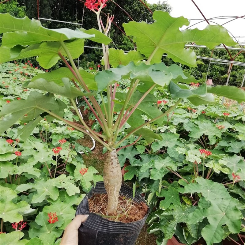鲁冰花的种植方法：打造梦幻花海的小技巧