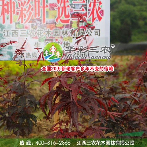 兰花的繁殖方法：探索兰花繁衍生息的奥秘