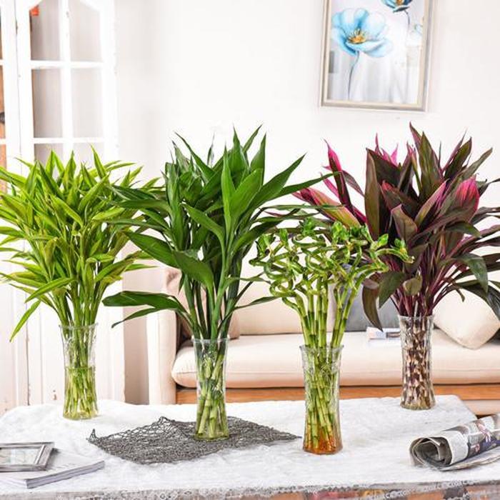 植物翡翠的养殖方法