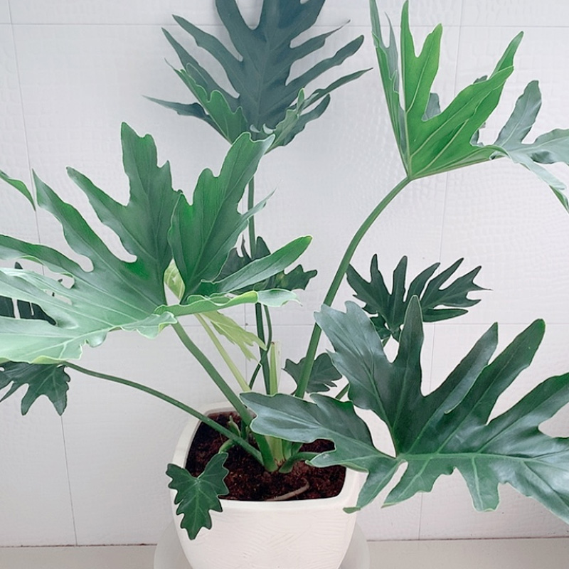 水培百合花的养殖方法